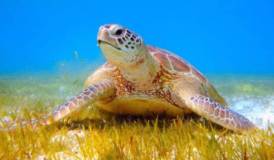 Kaplumbağa raporunda Köyceğiz uyarısı: İnsan girişi yasaklansın