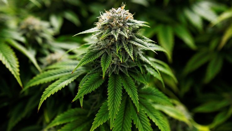 Almanya’da esrarın yasallaşması kabul edildi