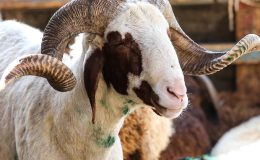 ‘Kesimsiz bağış’ kurban sayılmıyor… İşte kurban ibadetinde doğru bilinen yanlışlar