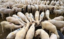 Kurban kesim vakti ne zaman başlar, ne zaman biter?