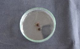 Kurbanlıklara dikkat! 300 kişi kene nedeniyle tedavi görüyor