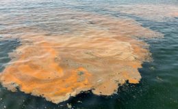 Marmara’da korkutan manzara! Denize girerken bir daha düşünün