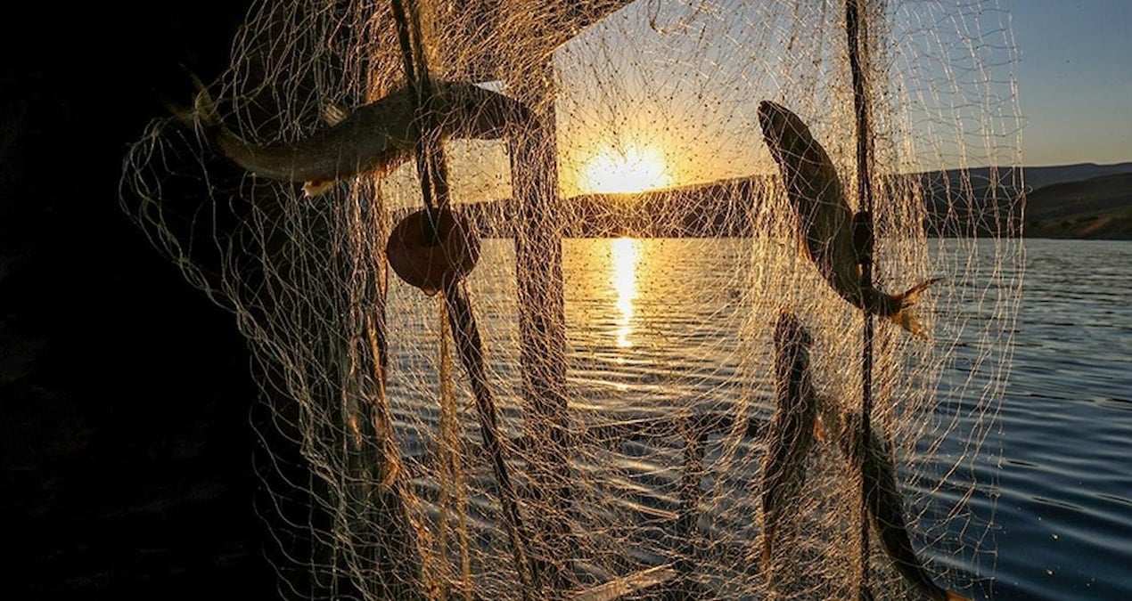 Bu balığı tutanlara, balık başına 1.600 TL ödenecek